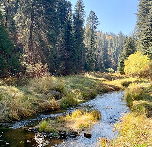 Stream in between trees